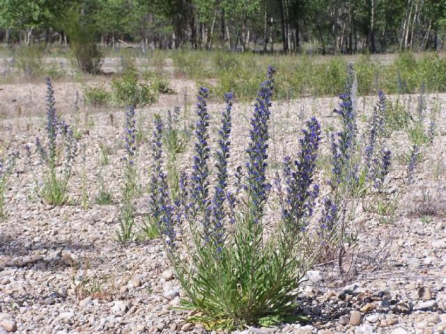 Blueweed (Echium vulgare)