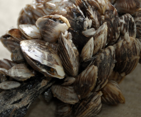 Zebra Mussels