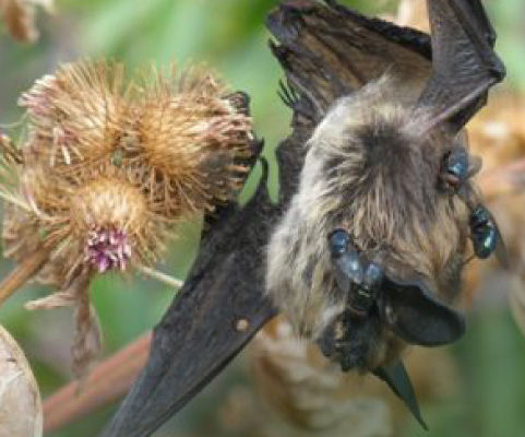 Burdock vs bats 