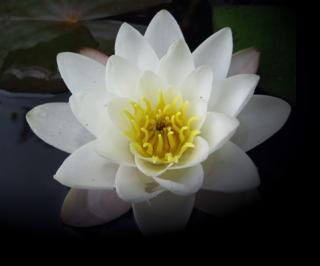 Fragrant Water Lily