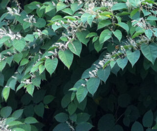 Japanese Knotweed