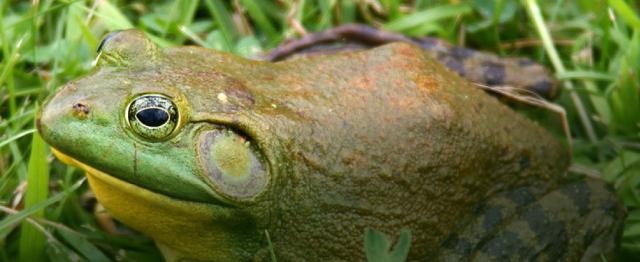 American Bullfrog Ckiss Central Kootenay Invasive Species Society