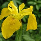 Yellow Flag Iris