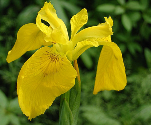 Yellow Flag Iris