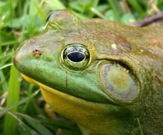 American Bullfrog