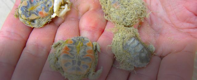 Painted turtle hatchling deaths cause by knapweed roots