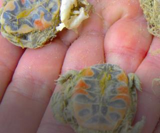 Painted turtle hatchling deaths cause by knapweed roots