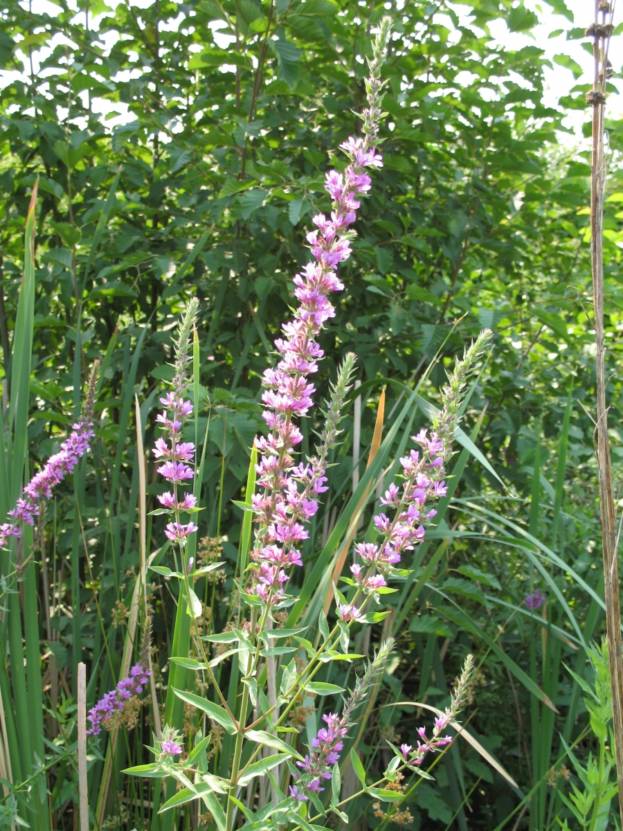 Purple Loosestrife (Lythrum salicaria)