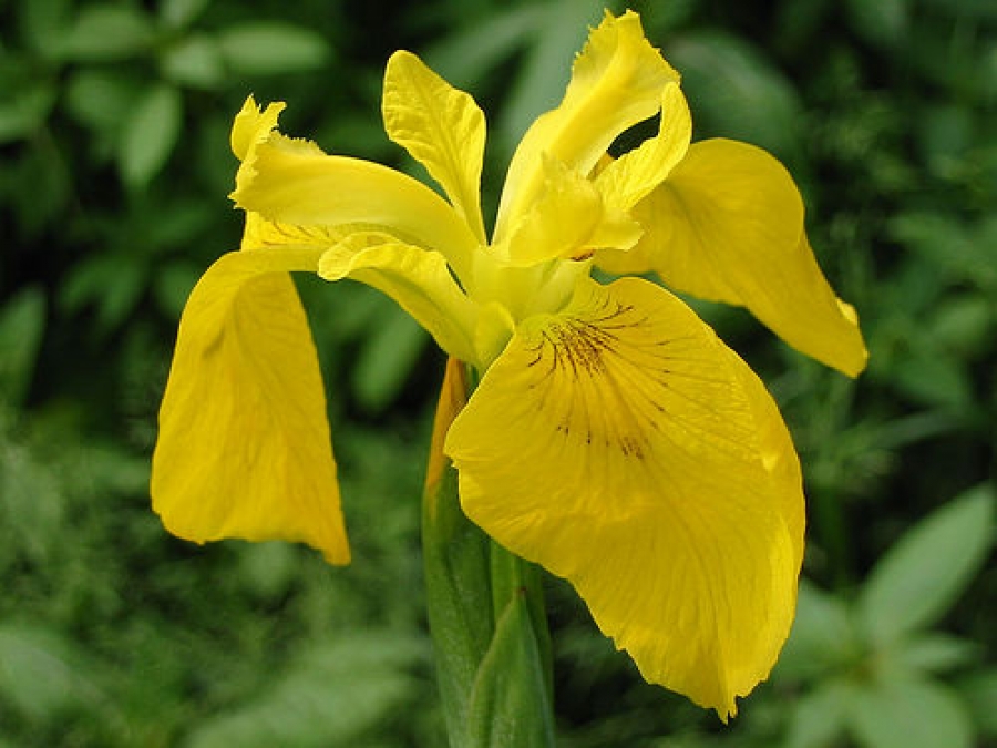 yellow flag iris