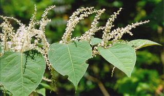 Invasive knotweeds (Fallopia ssp. (Polygonum ssp.))