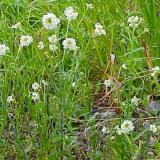 Hoary Alyssum (Berteroa incana)