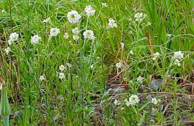 Hoary Alyssum (Berteroa incana)