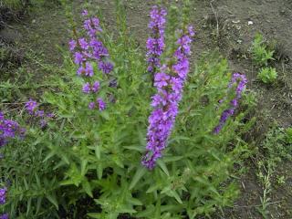 Purple loosestrife