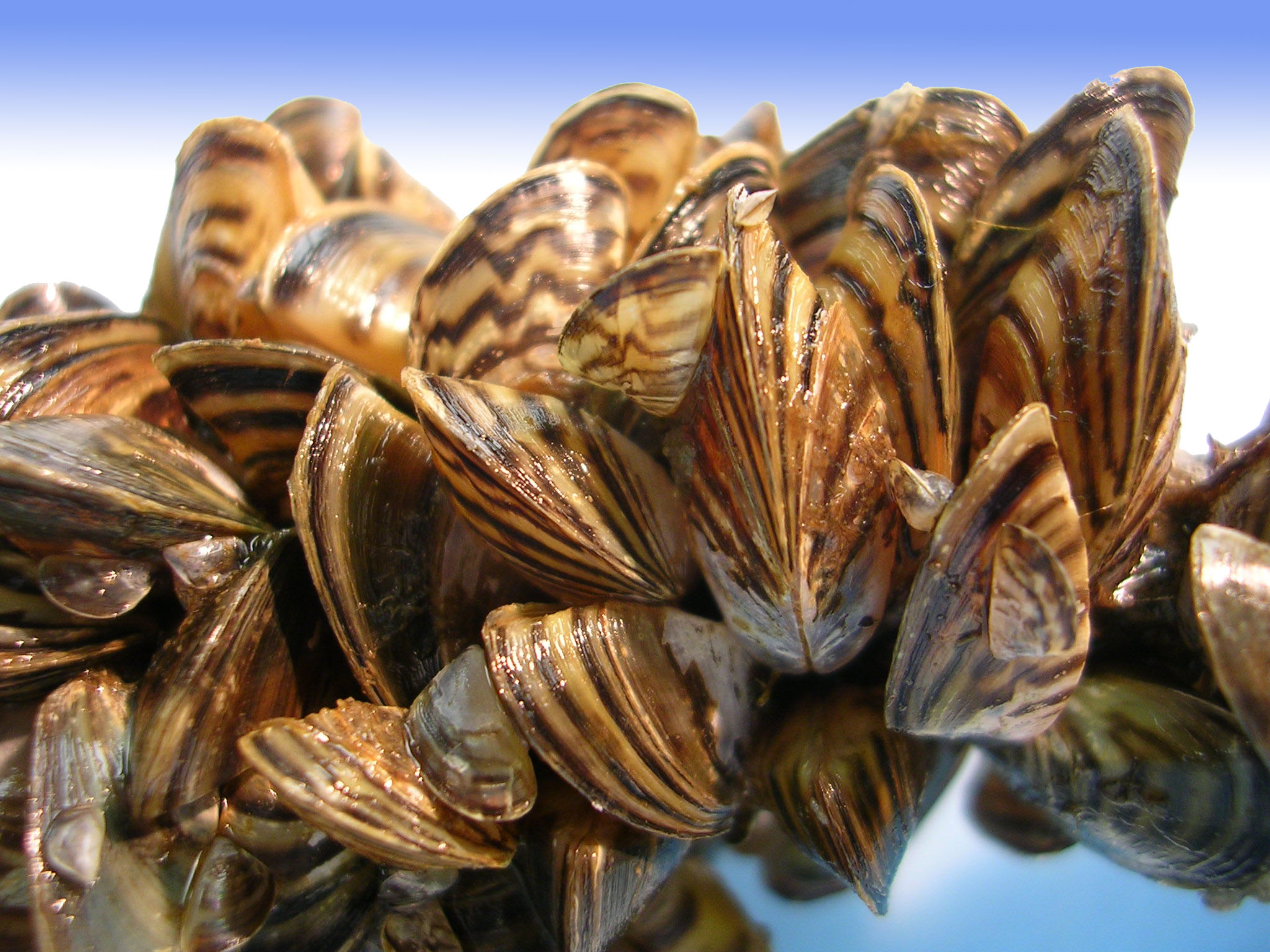 pictures of zebra mussels