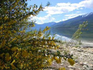 Scotch broom