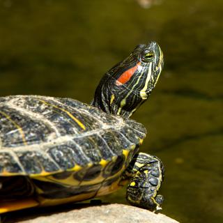 Red Eared Slider