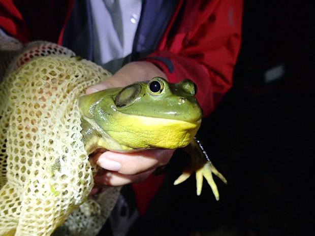 American bullfrog (Lithobates catesbeianus)