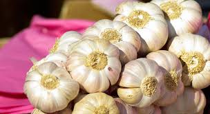 garlic