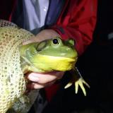 American bullfrog (Lithobates catesbeianus)