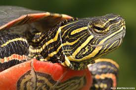 painted turtle