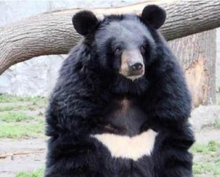 asian-black-bear