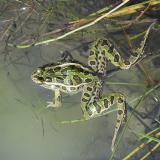 The native Northern Leopard frog is a species at risk that could be in danger if bullforgs move into their pond!