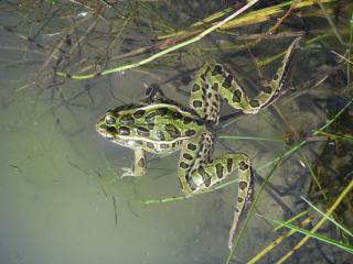 Northern Leopard Frog - Barb Houston
