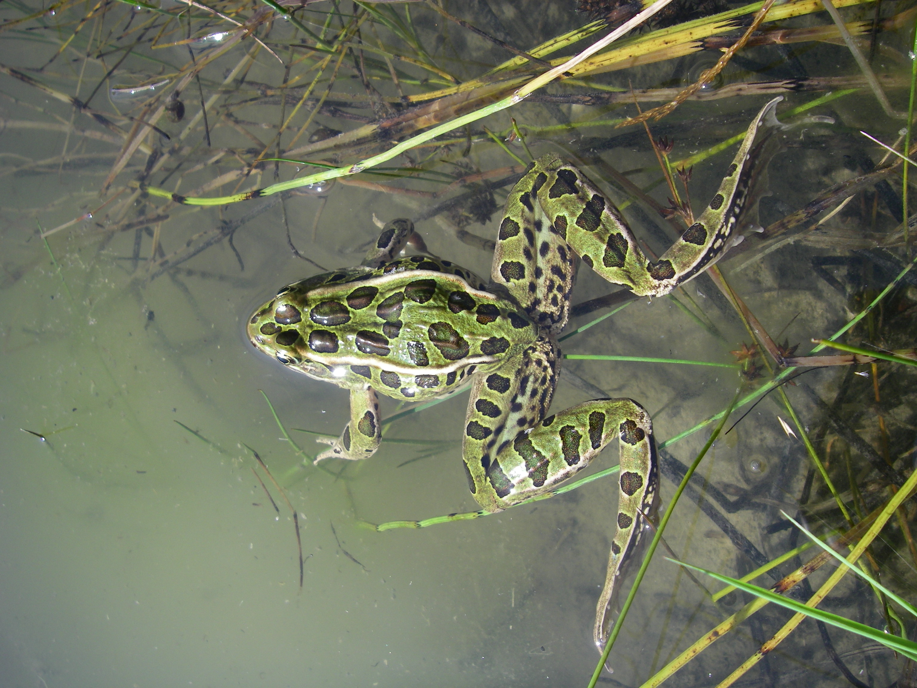 Rare Blue Frog Struts its Stuff at NHM, Humboldt NOW