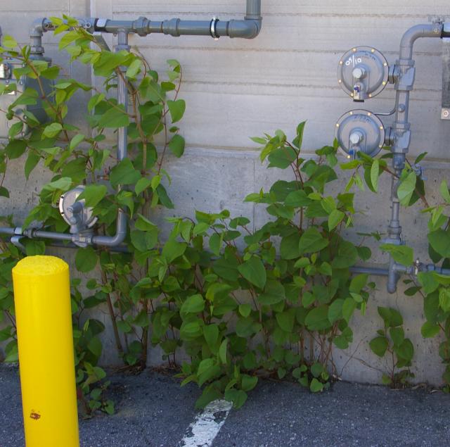 Knotweed's aggressive nature allows it to grow through the foundation of a building. 