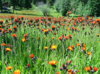 Orange_hawkweed002_LScott