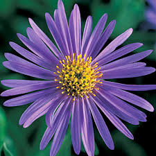 aster