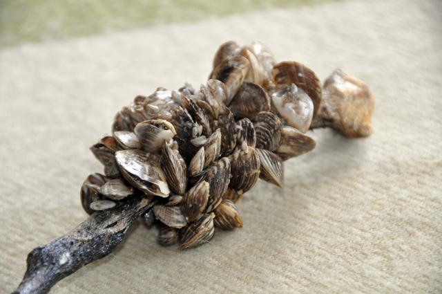 Zebra_Quagga mussels001_#6C