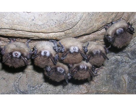white-nose-syndrome-in-bats-lg