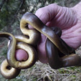 Rubber Boa