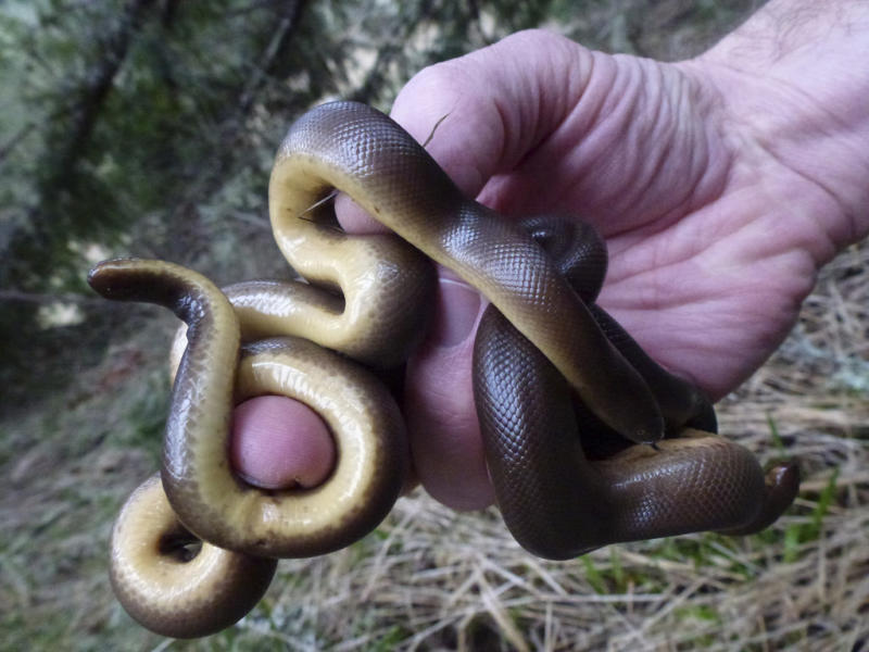 Rubber Boa CKISS Central Kootenay Invasive Species Society