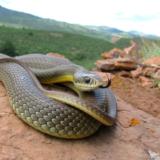 Western Yellow-Bellied Racer