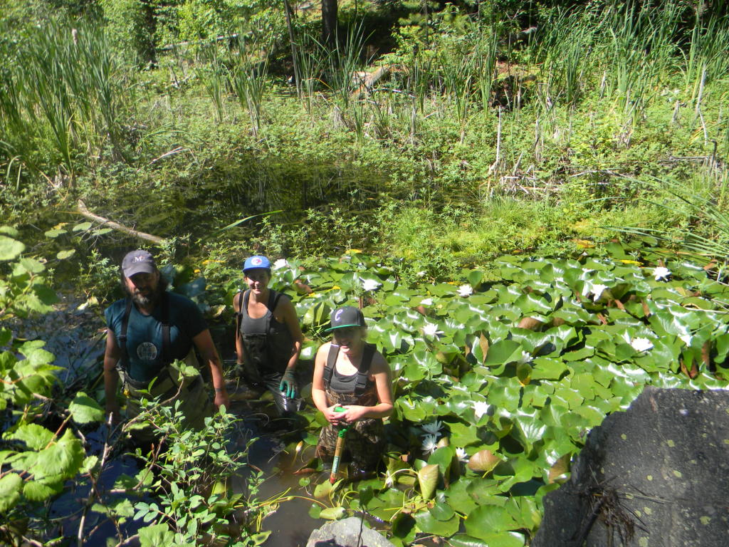 Fragrant Water Lily - CKISS - Central Kootenay Invasive Species Society