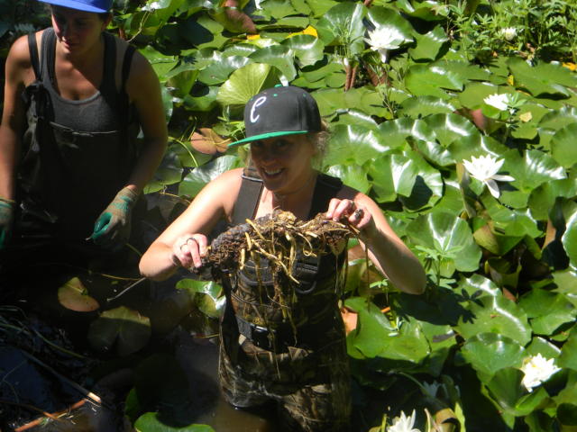 Fragrant Water Lily rhizome