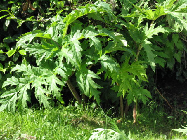 Giant Hogweed Leaves
