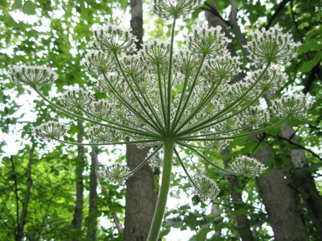 Giant Hogweed Flower