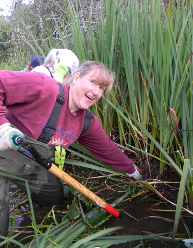 When digging plant out be sure to get all plant parts. Rhizome fragments can break off and form new plants.