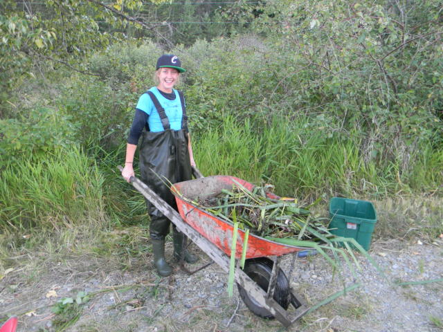 Invasive plants need to be bagged and taken to landfill.