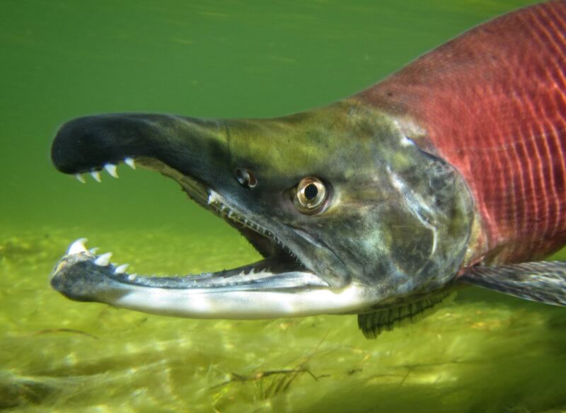 Kokanee Salmon_By USFWS Mountain-Prairie (Zombie Fish (Kokanee Salmon ...