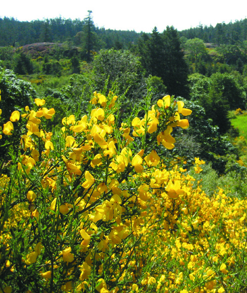 Scotch_broom