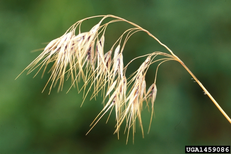 cheatgrass2