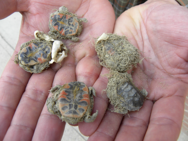 Native Western Painted turtle fatalities due to invasive knapweed roots. Photo: FWCP