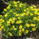 golden-aster