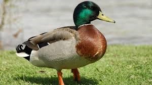 mallard-duck