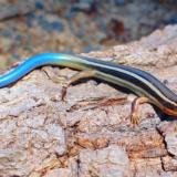 Western Skink 