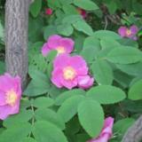 wild-rose